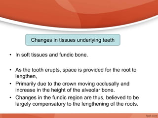 • In soft tissues and fundic bone.
• As the tooth erupts, space is provided for the root to
lengthen,
• Primarily due to the crown moving occlusally and
increase in the height of the alveolar bone.
• Changes in the fundic region are thus, believed to be
largely compensatory to the lengthening of the roots.
Changes in tissues underlying teeth
 