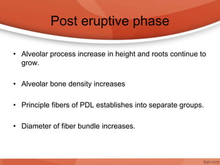 Post eruptive phase
• Alveolar process increase in height and roots continue to
grow.
• Alveolar bone density increases
• Principle fibers of PDL establishes into separate groups.
• Diameter of fiber bundle increases.
 