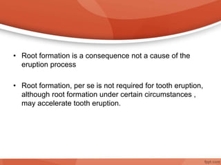 • Root formation is a consequence not a cause of the
eruption process
• Root formation, per se is not required for tooth eruption,
although root formation under certain circumstances ,
may accelerate tooth eruption.
 