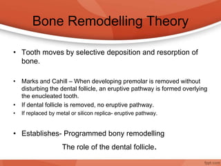 Bone Remodelling Theory
• Tooth moves by selective deposition and resorption of
bone.
• Marks and Cahill – When developing premolar is removed without
disturbing the dental follicle, an eruptive pathway is formed overlying
the enucleated tooth.
• If dental follicle is removed, no eruptive pathway.
• If replaced by metal or silicon replica- eruptive pathway.
• Establishes- Programmed bony remodelling
The role of the dental follicle.
 