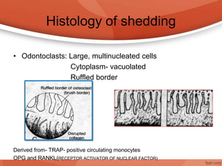 Histology of shedding
• Odontoclasts: Large, multinucleated cells
Cytoplasm- vacuolated
Ruffled border
Derived from- TRAP- positive circulating monocytes
OPG and RANKL(RECEPTOR ACTIVATOR OF NUCLEAR FACTOR)
 