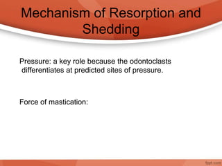 Mechanism of Resorption and
Shedding
Pressure: a key role because the odontoclasts
differentiates at predicted sites of pressure.
Force of mastication:
 