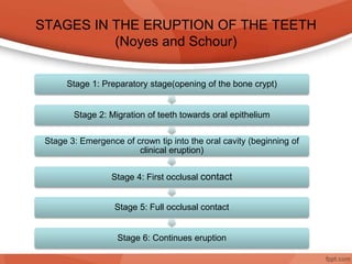 STAGES IN THE ERUPTION OF THE TEETH
(Noyes and Schour)
Stage 1: Preparatory stage(opening of the bone crypt)
Stage 2: Migration of teeth towards oral epithelium
Stage 3: Emergence of crown tip into the oral cavity (beginning of
clinical eruption)
Stage 4: First occlusal contact
Stage 5: Full occlusal contact
Stage 6: Continues eruption
 