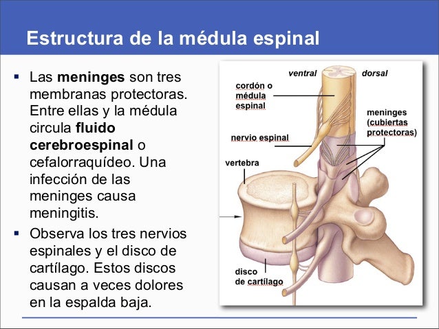 La hernia intervertebral el secuestro