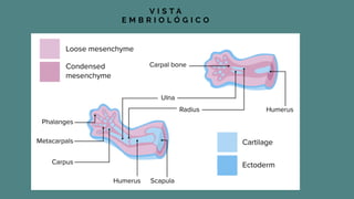 Focomelia Rx CASO CLINICO DE HISTOLOGIA FOCOMELIA EN RECIEN NACIDOS | PDF
