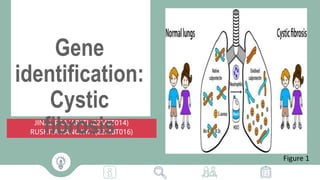 JINAL PRAJAPATI (22MBT014)
RUSHITA KANOJIYA (22MBT016)
Gene
identification:
Cystic
fibrosis
a
Figure 1
 