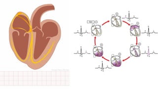 Comprehensive Overview of Cardiac Cycle and Electrocardiogram ...