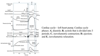Comprehensive Overview of Cardiac Cycle and Electrocardiogram ...