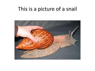 This is a picture of a snail
 