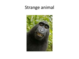 Strange animal
 