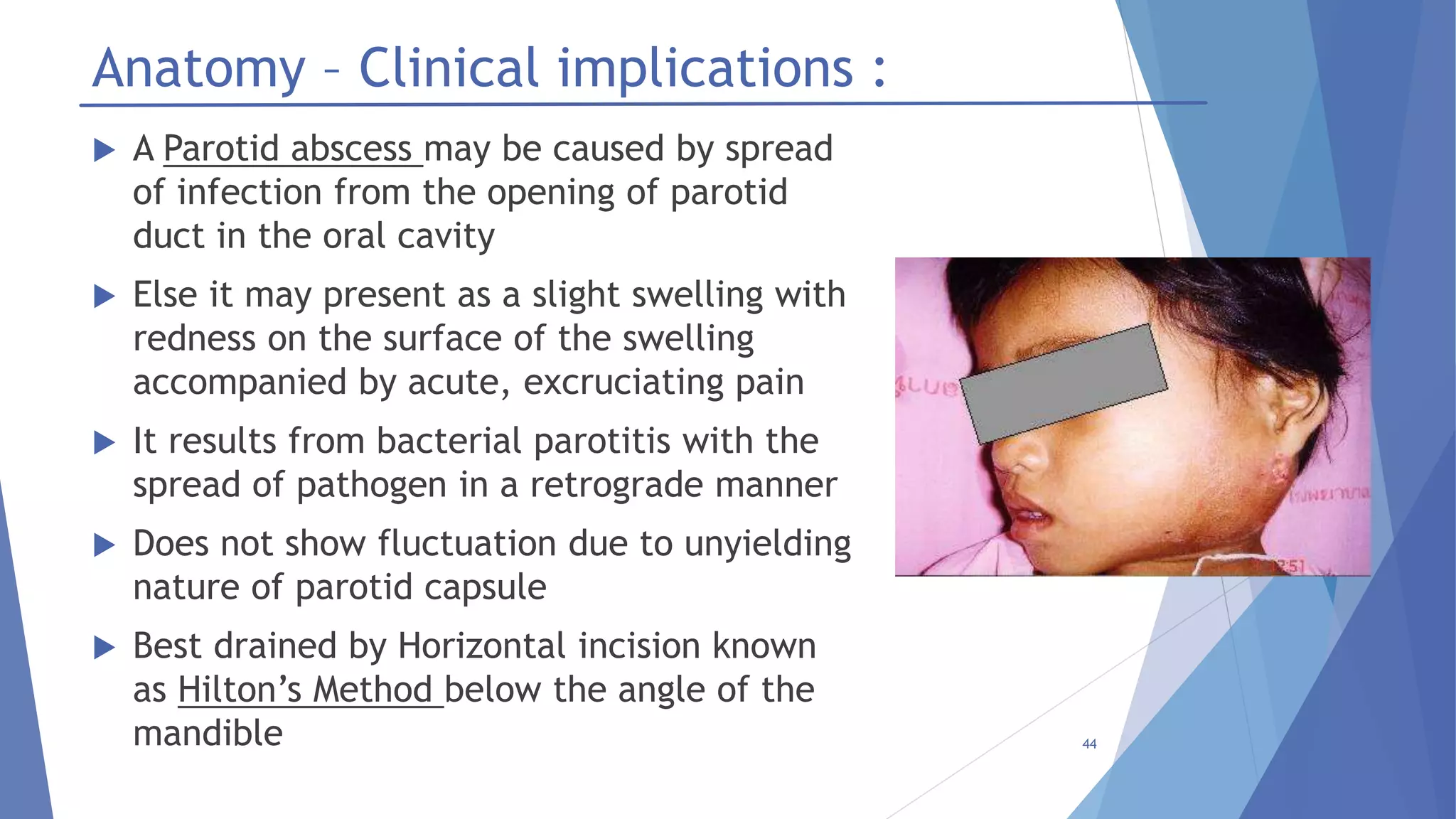 Salivary glands – anatomy and physiology | PPTX