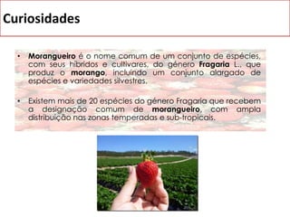 Acompanhamento: Salada-Alface-Tomate-Azeite-Cebola