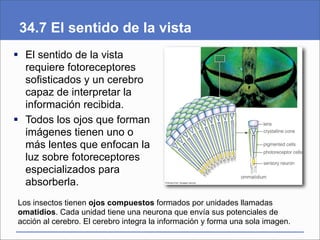34.7 El sentido de la vista
 El sentido de la vista
requiere fotoreceptores
sofisticados y un cerebro
capaz de interpretar la
información recibida.
 Todos los ojos que forman
imágenes tienen uno o
más lentes que enfocan la
luz sobre fotoreceptores
especializados para
absorberla.
Los insectos tienen ojos compuestos formados por unidades llamadas
omatidios. Cada unidad tiene una neurona que envía sus potenciales de
acción al cerebro. El cerebro integra la información y forma una sola imagen.
 