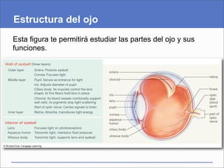 Estructura del ojo
Esta figura te permitirá estudiar las partes del ojo y sus
funciones.
 