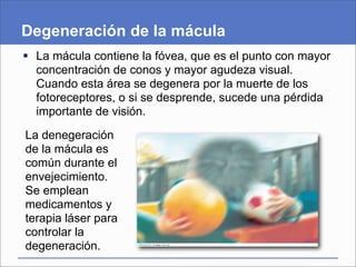 Degeneración de la mácula
 La mácula contiene la fóvea, que es el punto con mayor
concentración de conos y mayor agudeza visual.
Cuando esta área se degenera por la muerte de los
fotoreceptores, o si se desprende, sucede una pérdida
importante de visión.
La denegeración
de la mácula es
común durante el
envejecimiento.
Se emplean
medicamentos y
terapia láser para
controlar la
degeneración.
 