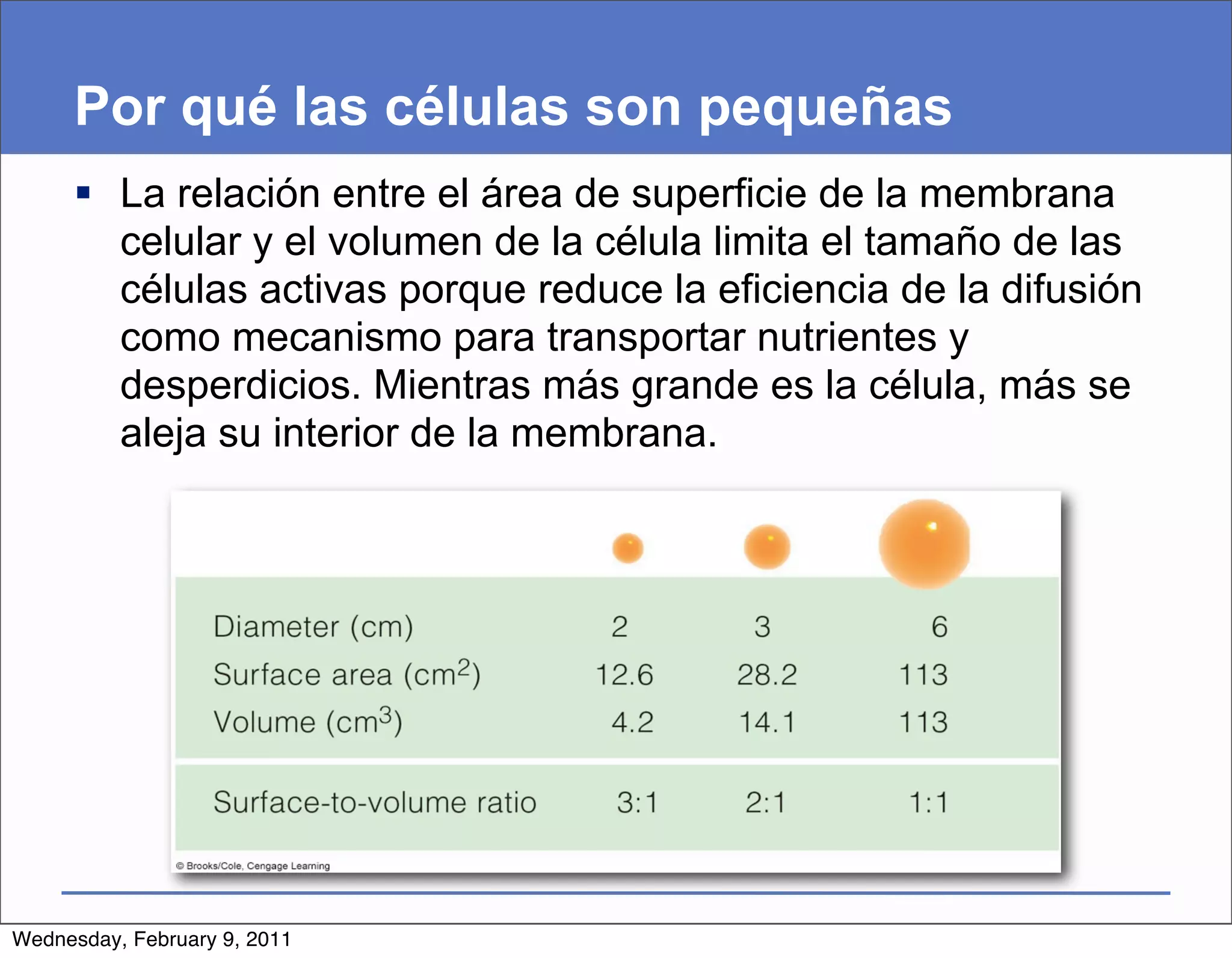 Por qué las células son pequeñas
      La relación entre el área de superficie de la membrana
       celular y el volumen de la célula limita el tamaño de las
       células activas porque reduce la eficiencia de la difusión
       como mecanismo para transportar nutrientes y
       desperdicios. Mientras más grande es la célula, más se
       aleja su interior de la membrana.




Wednesday, February 9, 2011
 