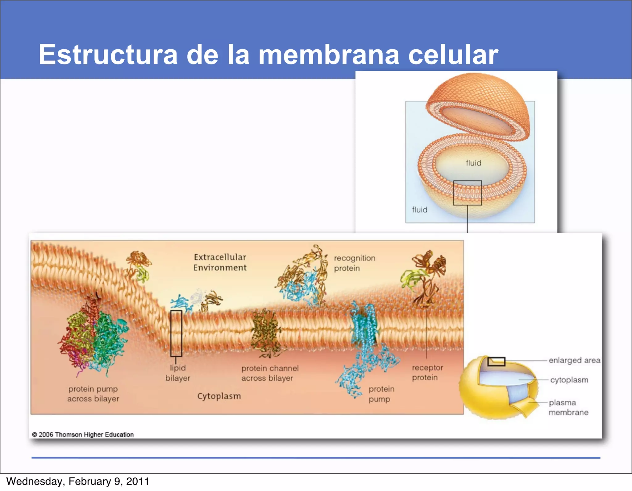Estructura de la membrana celular




Wednesday, February 9, 2011
 