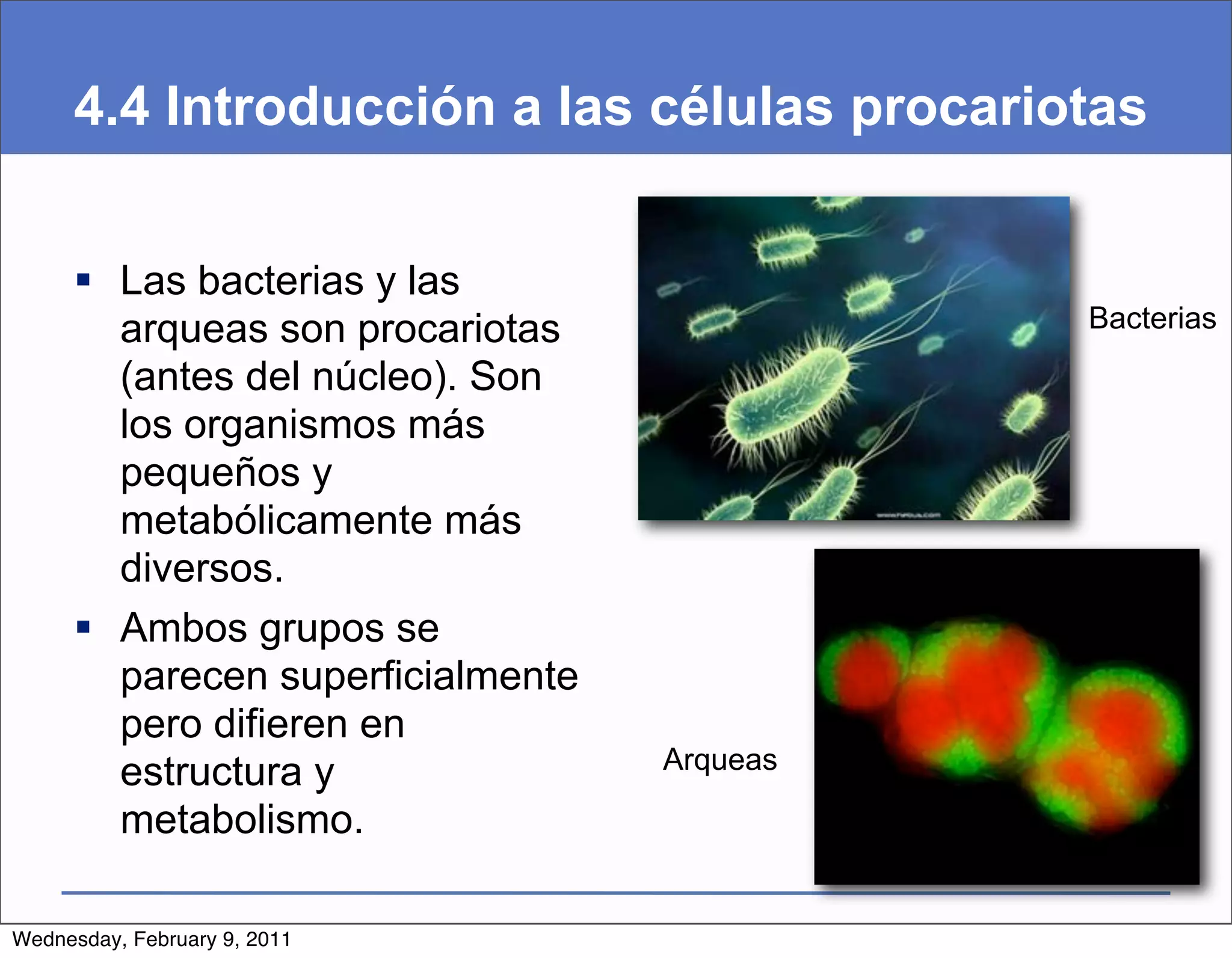 4.4 Introducción a las células procariotas


      Las bacterias y las
       arqueas son procariotas              Bacterias

       (antes del núcleo). Son
       los organismos más
       pequeños y
       metabólicamente más
       diversos.
      Ambos grupos se
       parecen superficialmente
       pero difieren en
                                  Arqueas
       estructura y
       metabolismo.

Wednesday, February 9, 2011
 