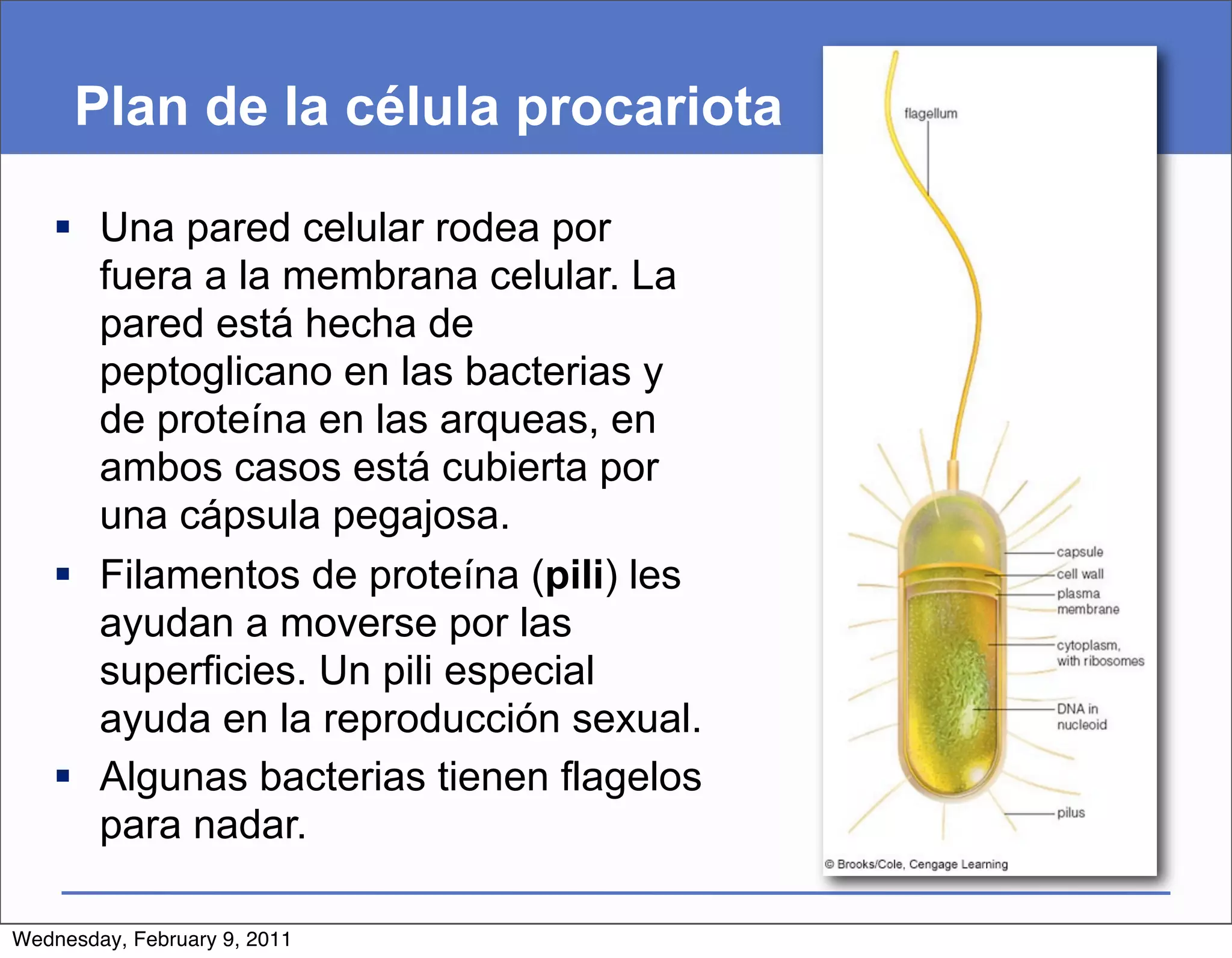 Plan de la célula procariota

    Una pared celular rodea por
     fuera a la membrana celular. La
     pared está hecha de
     peptoglicano en las bacterias y
     de proteína en las arqueas, en
     ambos casos está cubierta por
     una cápsula pegajosa.
    Filamentos de proteína (pili) les
     ayudan a moverse por las
     superficies. Un pili especial
     ayuda en la reproducción sexual.
    Algunas bacterias tienen flagelos
     para nadar.

Wednesday, February 9, 2011
 