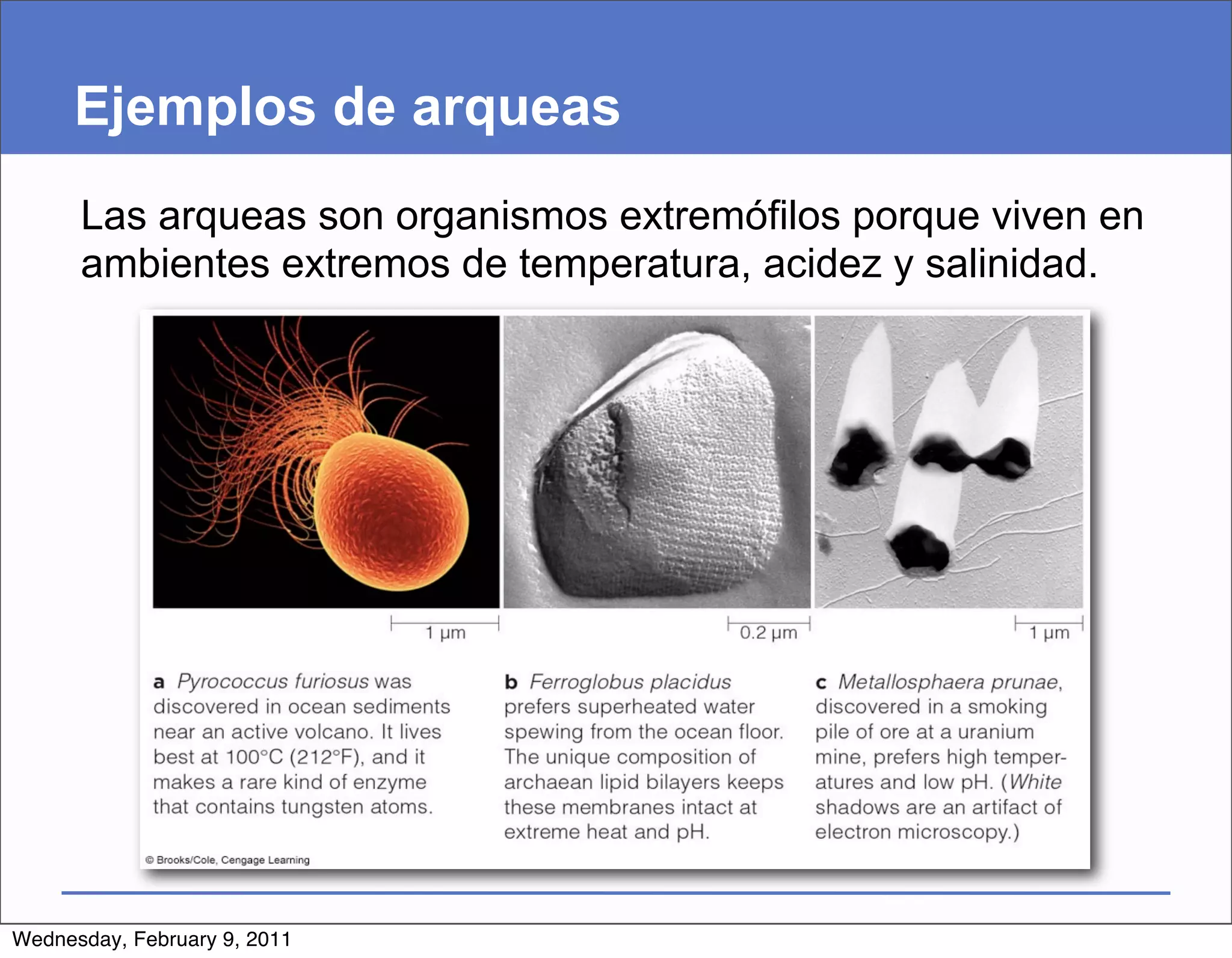Ejemplos de arqueas
      Las arqueas son organismos extremófilos porque viven en
      ambientes extremos de temperatura, acidez y salinidad.




Wednesday, February 9, 2011
 