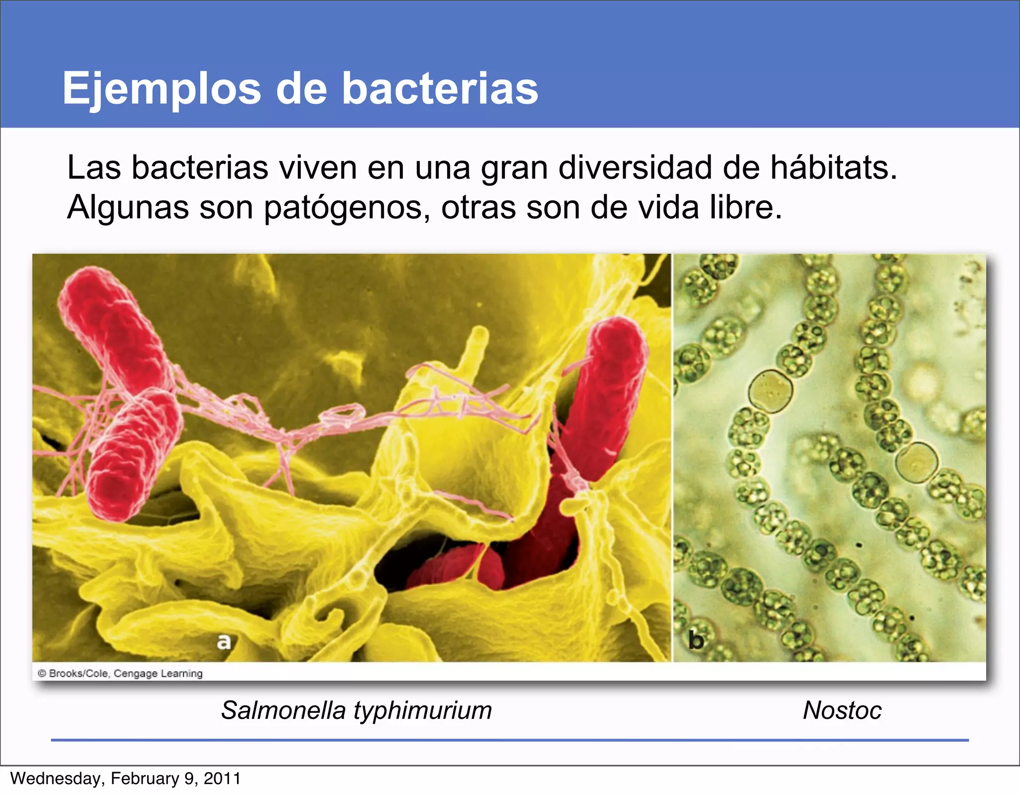 Ejemplos de bacterias
      Las bacterias viven en una gran diversidad de hábitats.
      Algunas son patógenos, otras son de vida libre.




                        Salmonella typhimurium        Nostoc

Wednesday, February 9, 2011
 