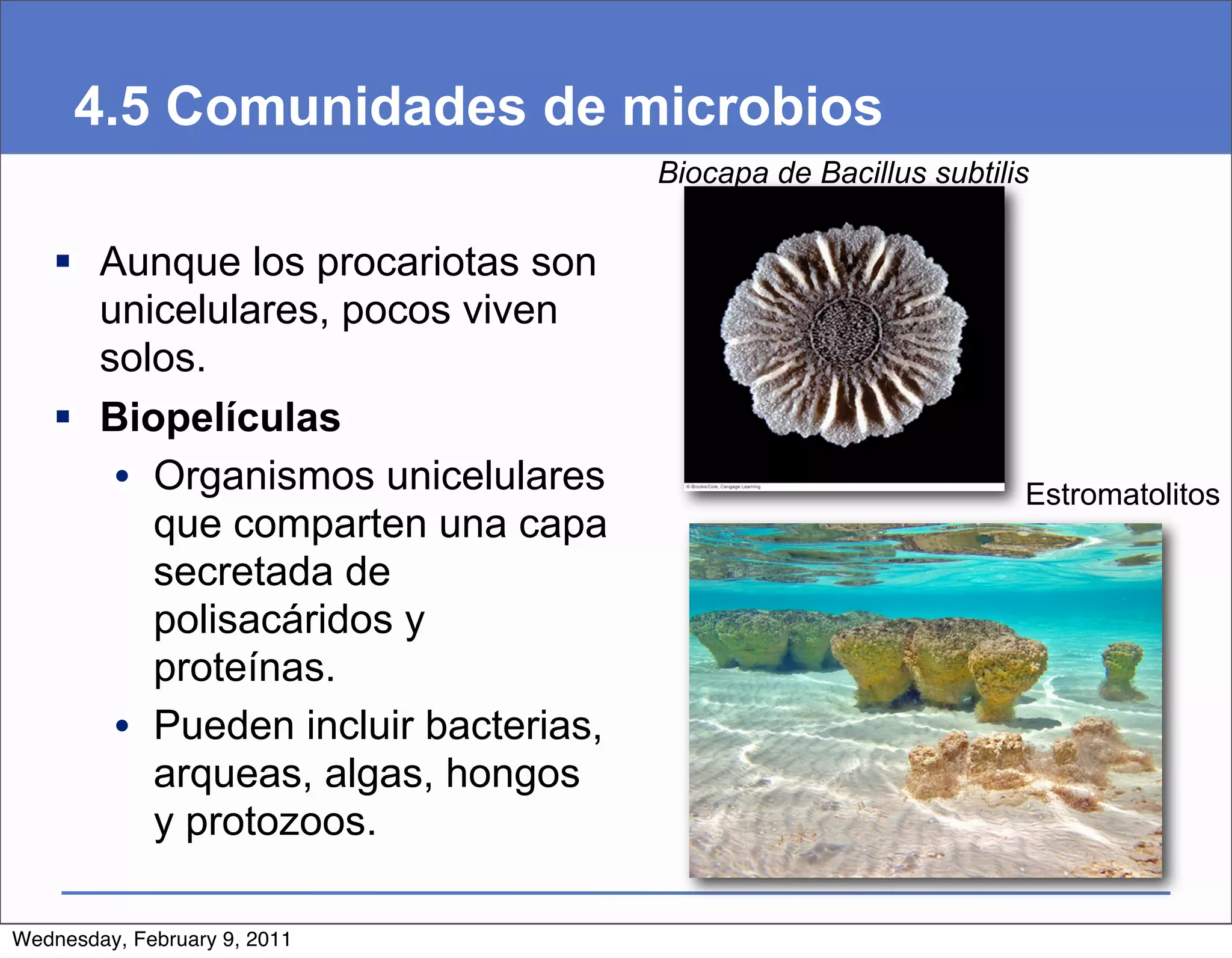 4.5 Comunidades de microbios
                                    Biocapa de Bacillus subtilis


    Aunque los procariotas son
     unicelulares, pocos viven
     solos.
    Biopelículas
      • Organismos unicelulares                                Estromatolitos
        que comparten una capa
        secretada de
        polisacáridos y
        proteínas.
      • Pueden incluir bacterias,
        arqueas, algas, hongos
        y protozoos.

Wednesday, February 9, 2011
 