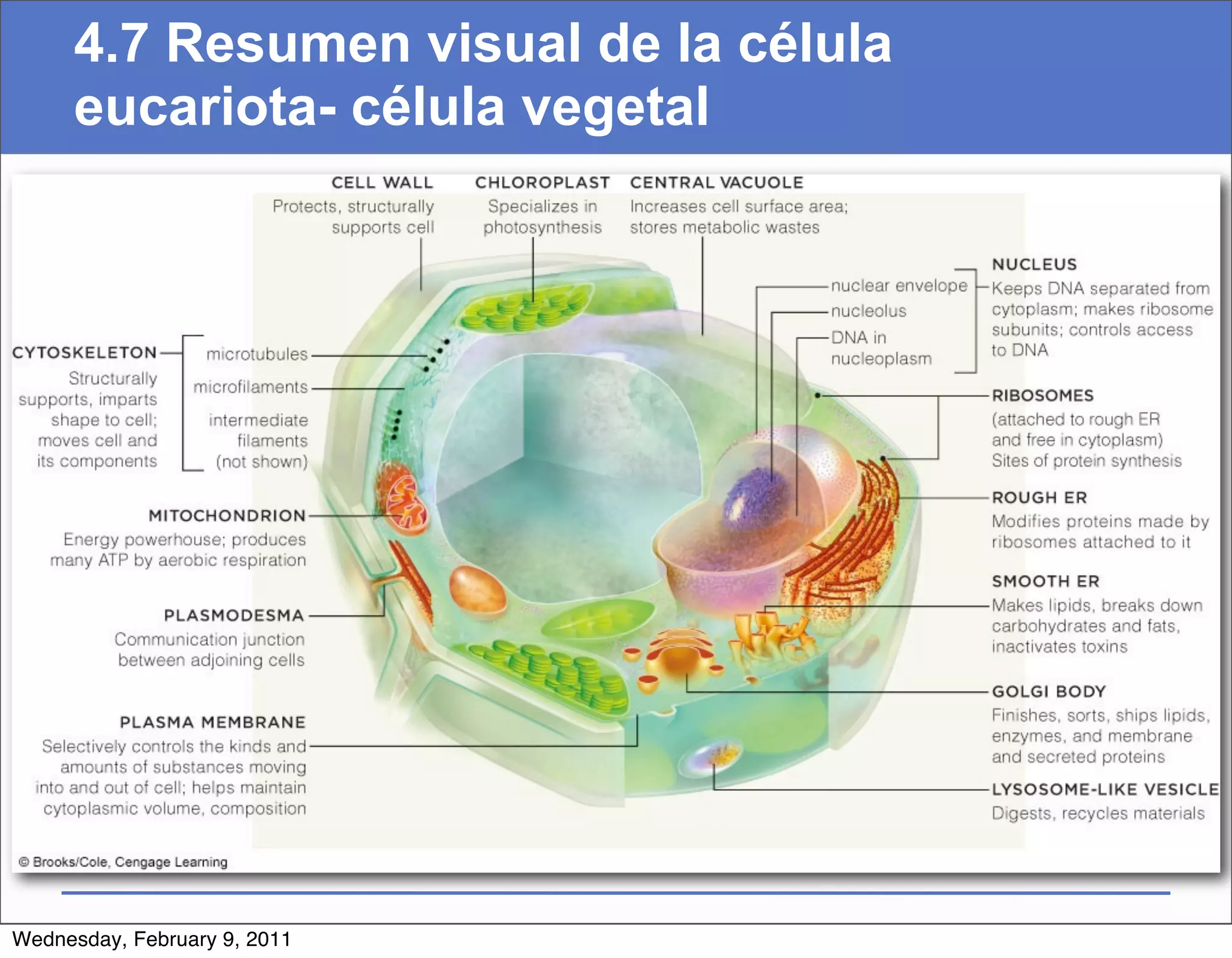 4.7 Resumen visual de la célula
     eucariota- célula vegetal




Wednesday, February 9, 2011
 