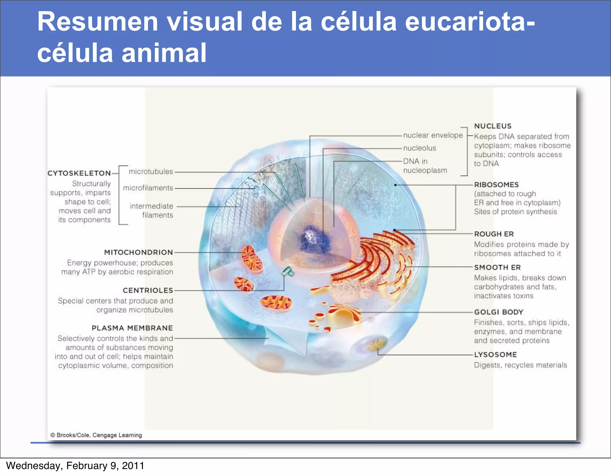 Resumen visual de la célula eucariota-
     célula animal




Wednesday, February 9, 2011
 