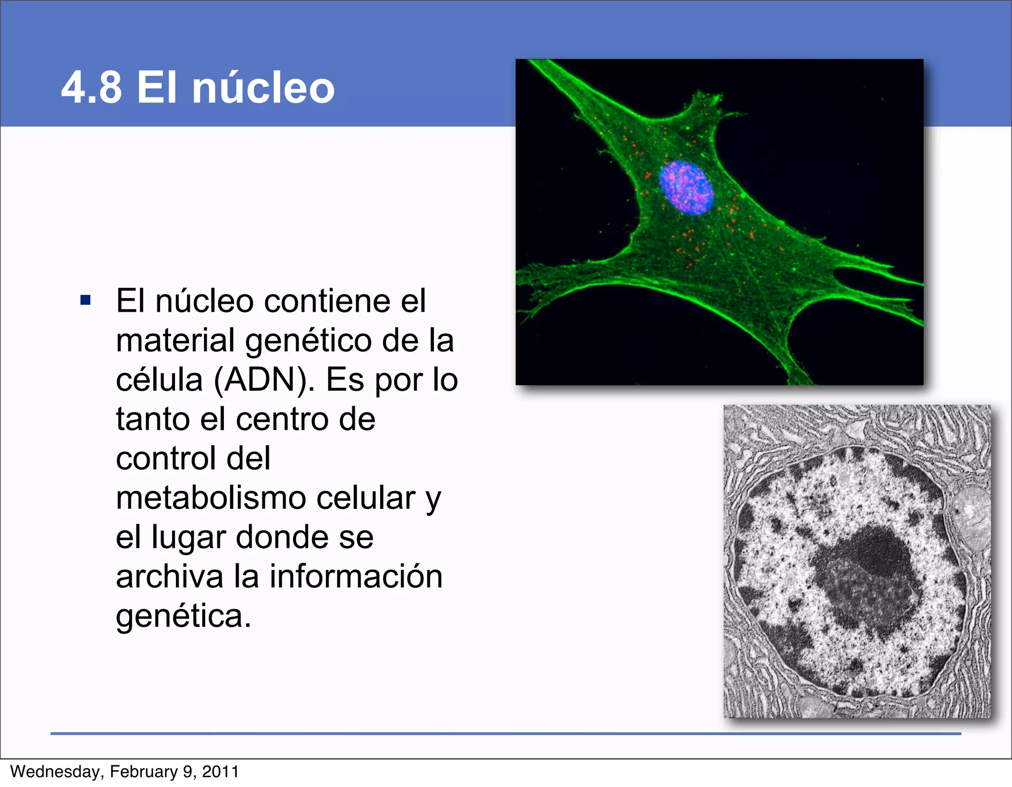 4.8 El núcleo



        El núcleo contiene el
         material genético de la
         célula (ADN). Es por lo
         tanto el centro de
         control del
         metabolismo celular y
         el lugar donde se
         archiva la información
         genética.



Wednesday, February 9, 2011
 