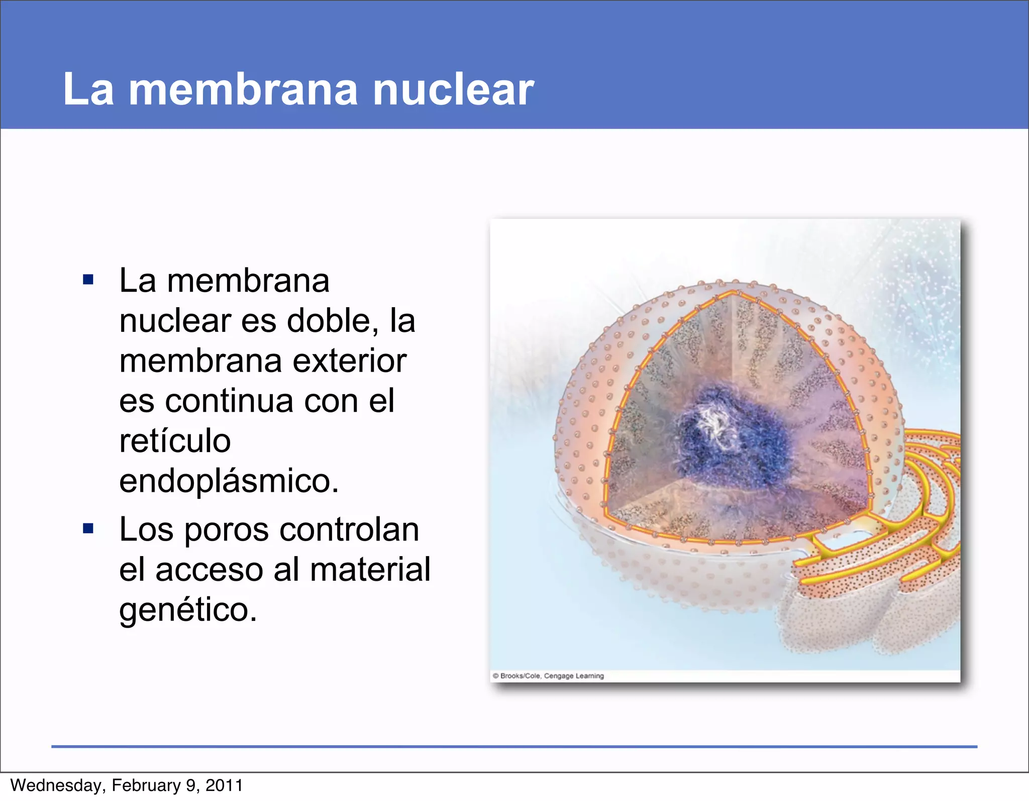 La membrana nuclear



         La membrana
          nuclear es doble, la
          membrana exterior
          es continua con el
          retículo
          endoplásmico.
         Los poros controlan
          el acceso al material
          genético.



Wednesday, February 9, 2011
 