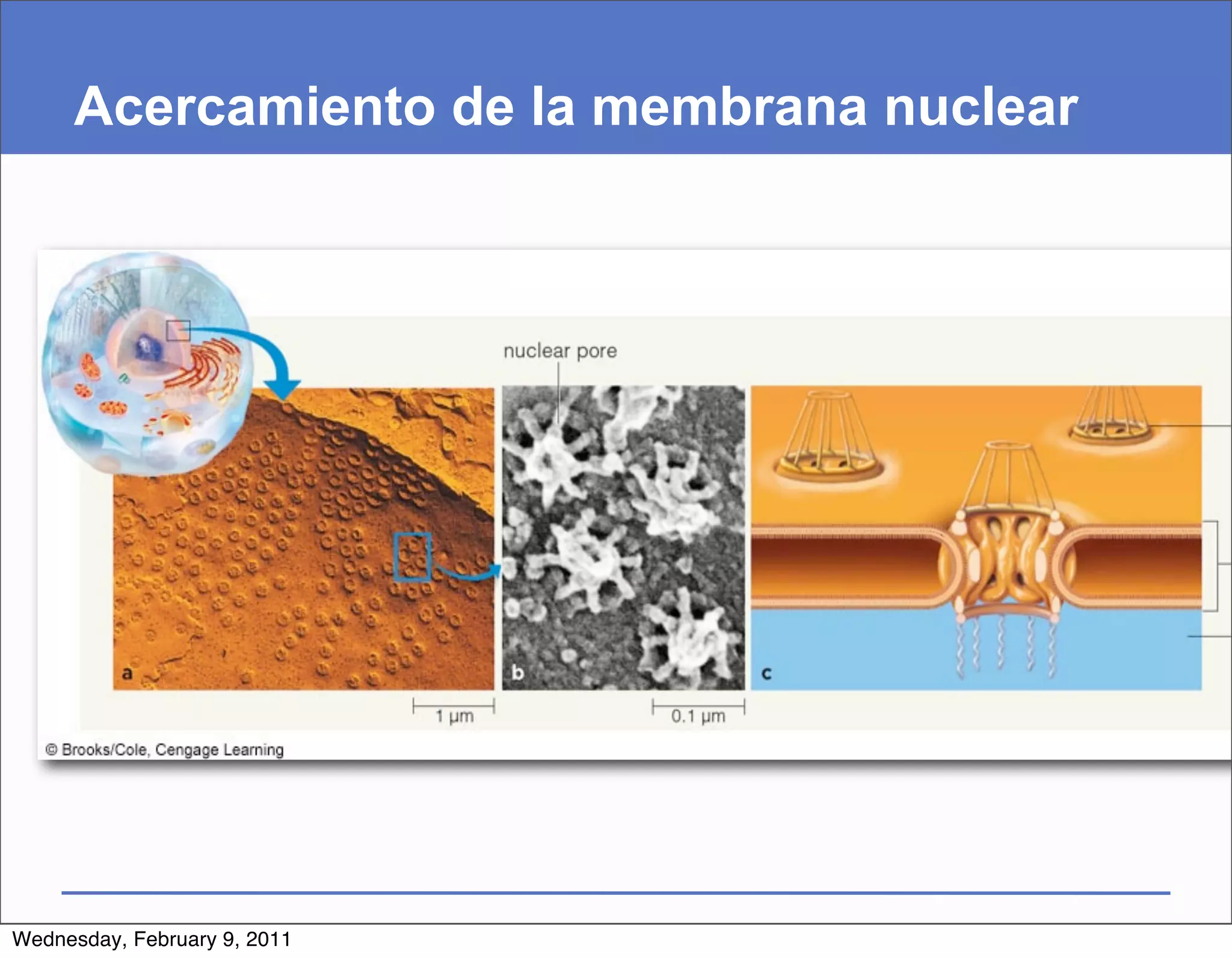 Acercamiento de la membrana nuclear




Wednesday, February 9, 2011
 