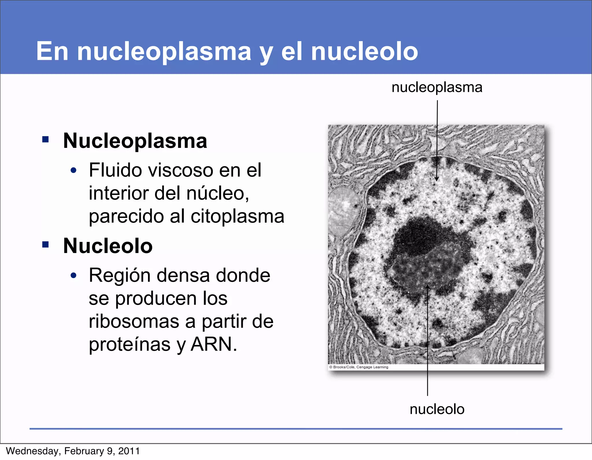 En nucleoplasma y el nucleolo
                                       nucleoplasma


       Nucleoplasma
            • Fluido viscoso en el
              interior del núcleo,
              parecido al citoplasma
       Nucleolo
            • Región densa donde
              se producen los
              ribosomas a partir de
              proteínas y ARN.


                                         nucleolo

Wednesday, February 9, 2011
 