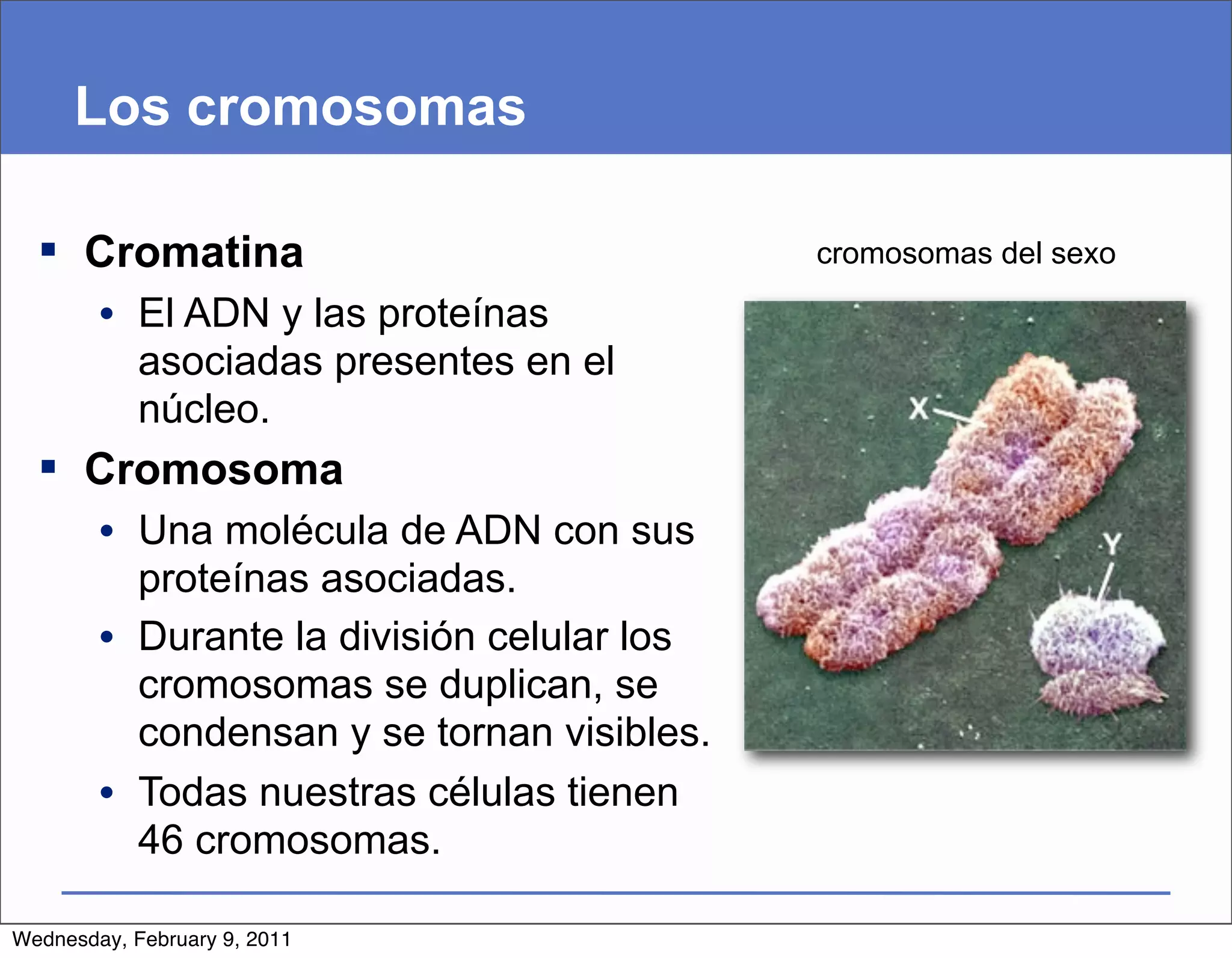 Los cromosomas

   Cromatina                               cromosomas del sexo

        • El ADN y las proteínas
          asociadas presentes en el
          núcleo.
   Cromosoma
        • Una molécula de ADN con sus
          proteínas asociadas.
        • Durante la división celular los
          cromosomas se duplican, se
          condensan y se tornan visibles.
        • Todas nuestras células tienen
          46 cromosomas.

Wednesday, February 9, 2011
 