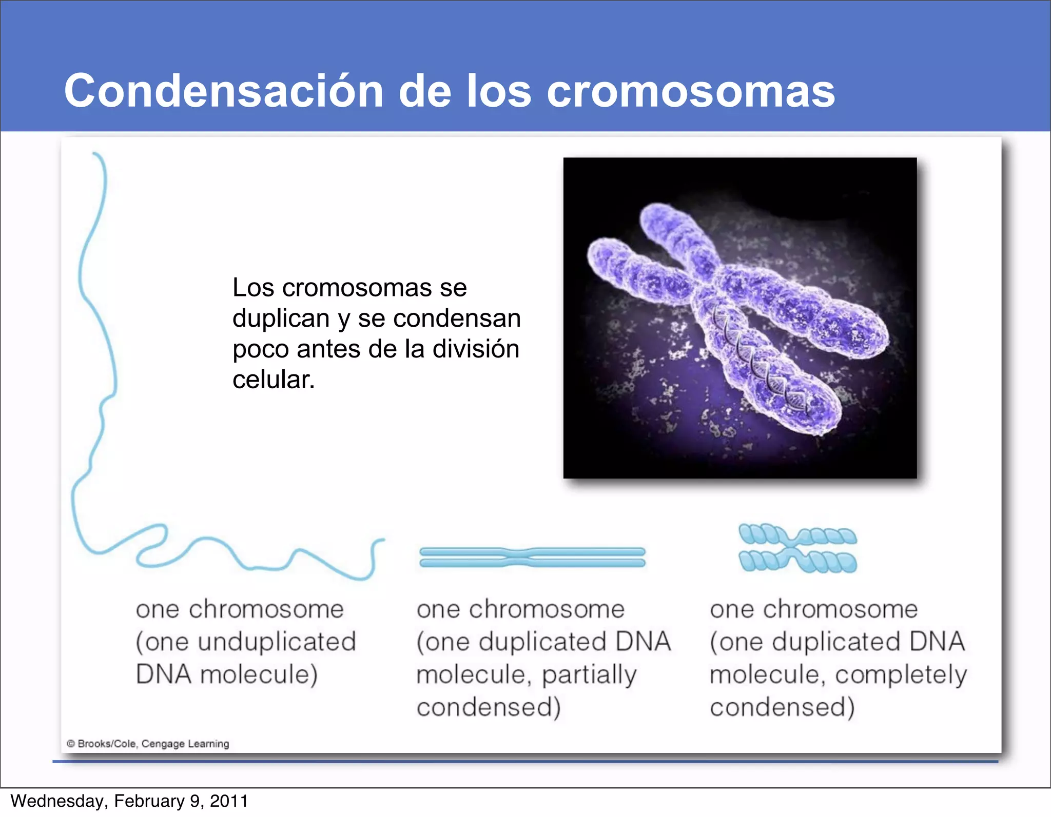 Condensación de los cromosomas



                         Los cromosomas se
                         duplican y se condensan
                         poco antes de la división
                         celular.




Wednesday, February 9, 2011
 