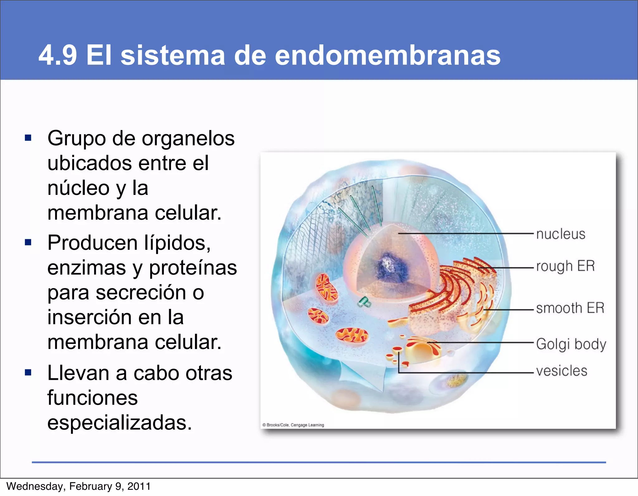 4.9 El sistema de endomembranas

    Grupo de organelos
     ubicados entre el
     núcleo y la
     membrana celular.
    Producen lípidos,
     enzimas y proteínas
     para secreción o
     inserción en la
     membrana celular.
    Llevan a cabo otras
     funciones
     especializadas.

Wednesday, February 9, 2011
 