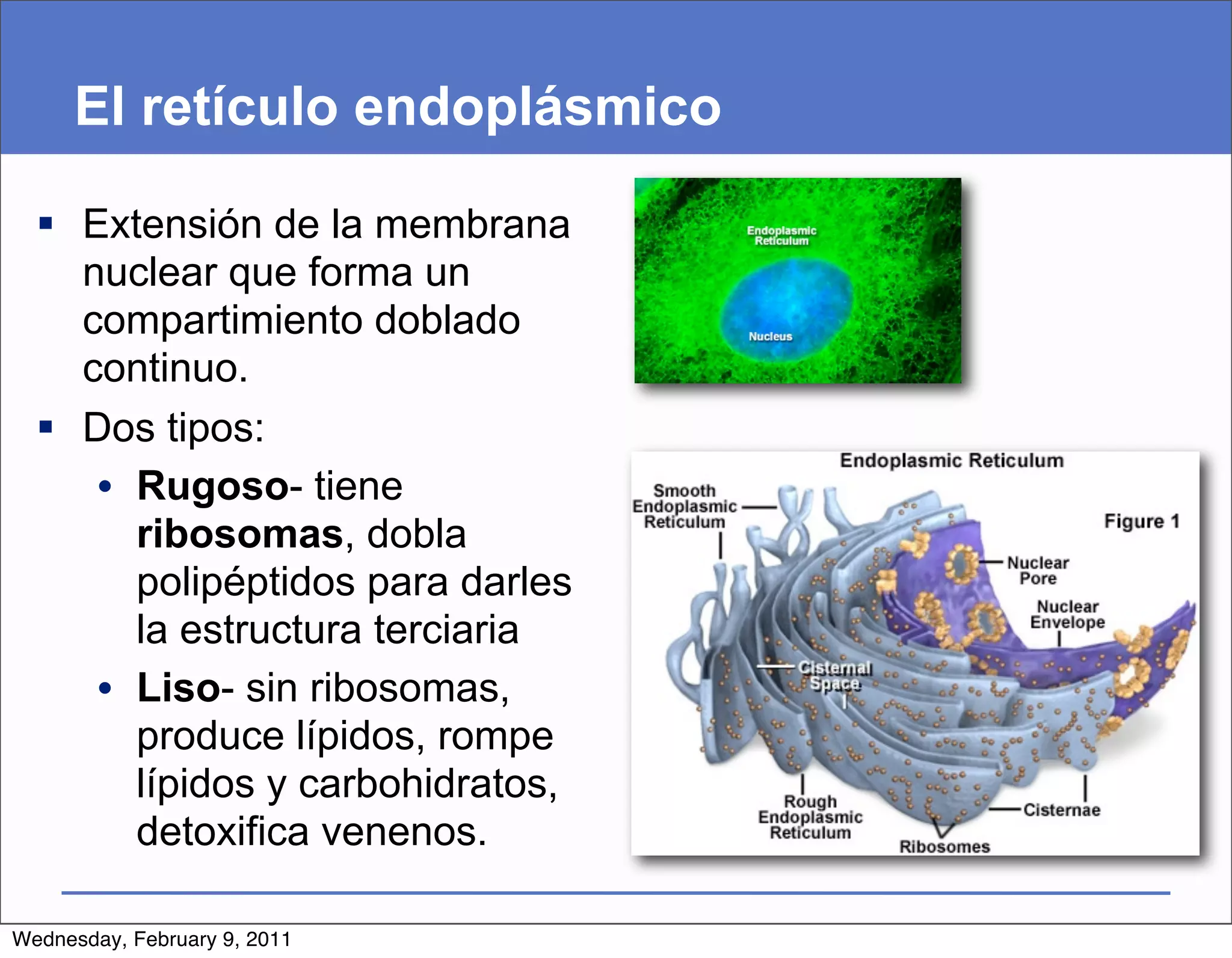 El retículo endoplásmico

   Extensión de la membrana
    nuclear que forma un
    compartimiento doblado
    continuo.
   Dos tipos:
     • Rugoso- tiene
       ribosomas, dobla
       polipéptidos para darles
       la estructura terciaria
     • Liso- sin ribosomas,
       produce lípidos, rompe
       lípidos y carbohidratos,
       detoxifica venenos.

Wednesday, February 9, 2011
 