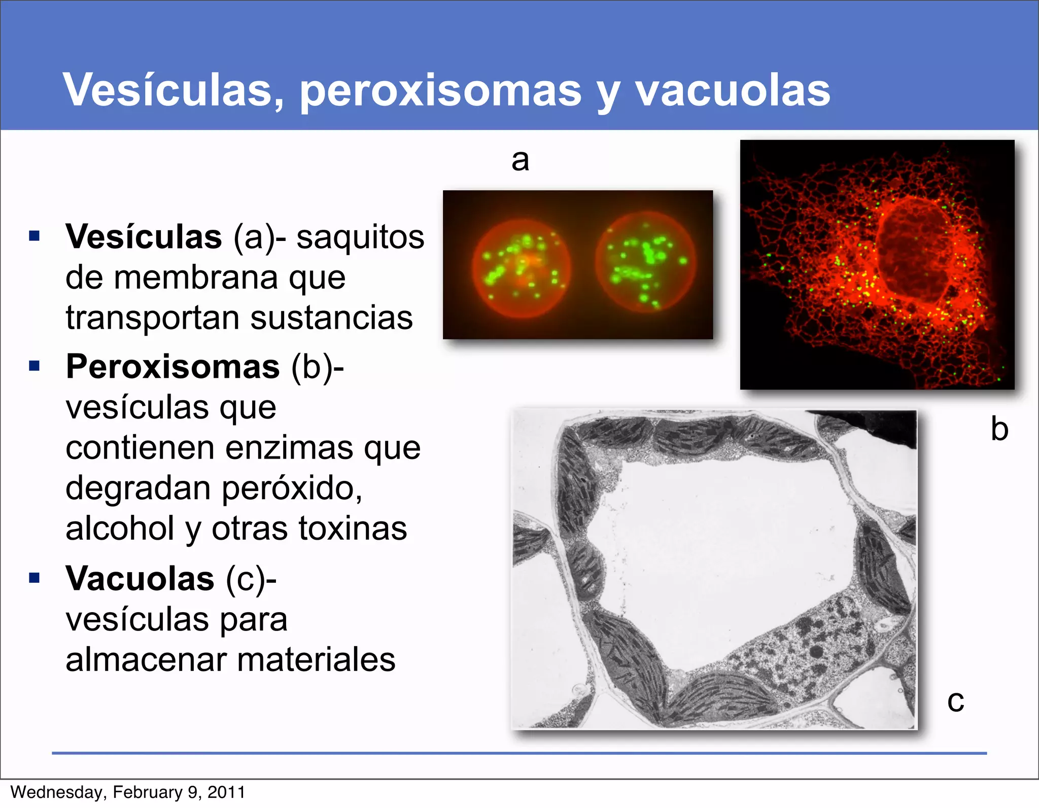 Vesículas, peroxisomas y vacuolas
                              a

  Vesículas (a)- saquitos
   de membrana que
   transportan sustancias
  Peroxisomas (b)-
   vesículas que
                                             b
   contienen enzimas que
   degradan peróxido,
   alcohol y otras toxinas
  Vacuolas (c)-
   vesículas para
   almacenar materiales
                                         c

Wednesday, February 9, 2011
 
