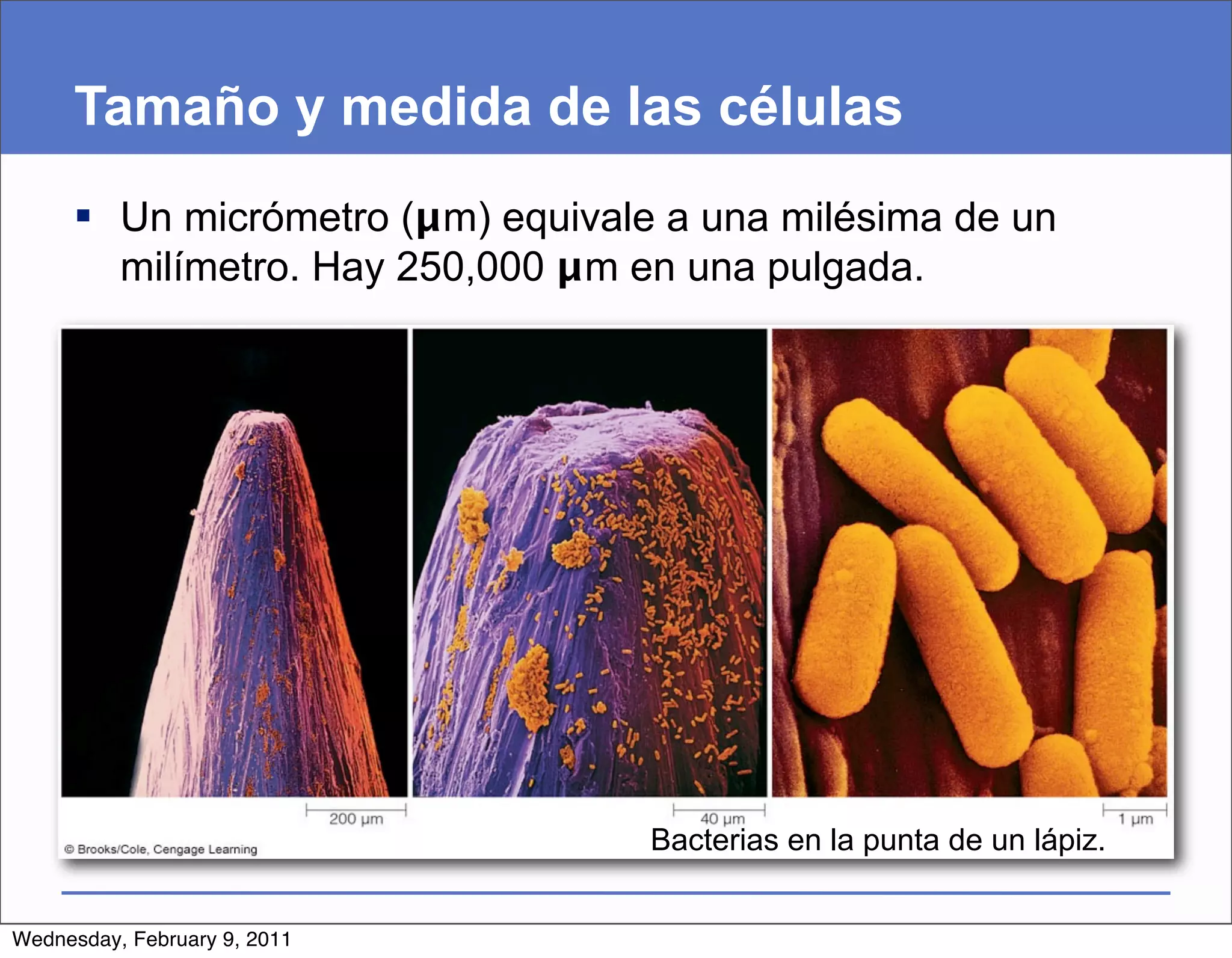 Tamaño y medida de las células
      Un micrómetro (μm) equivale a una milésima de un
       milímetro. Hay 250,000 μm en una pulgada.




                                  Bacterias en la punta de un lápiz.


Wednesday, February 9, 2011
 