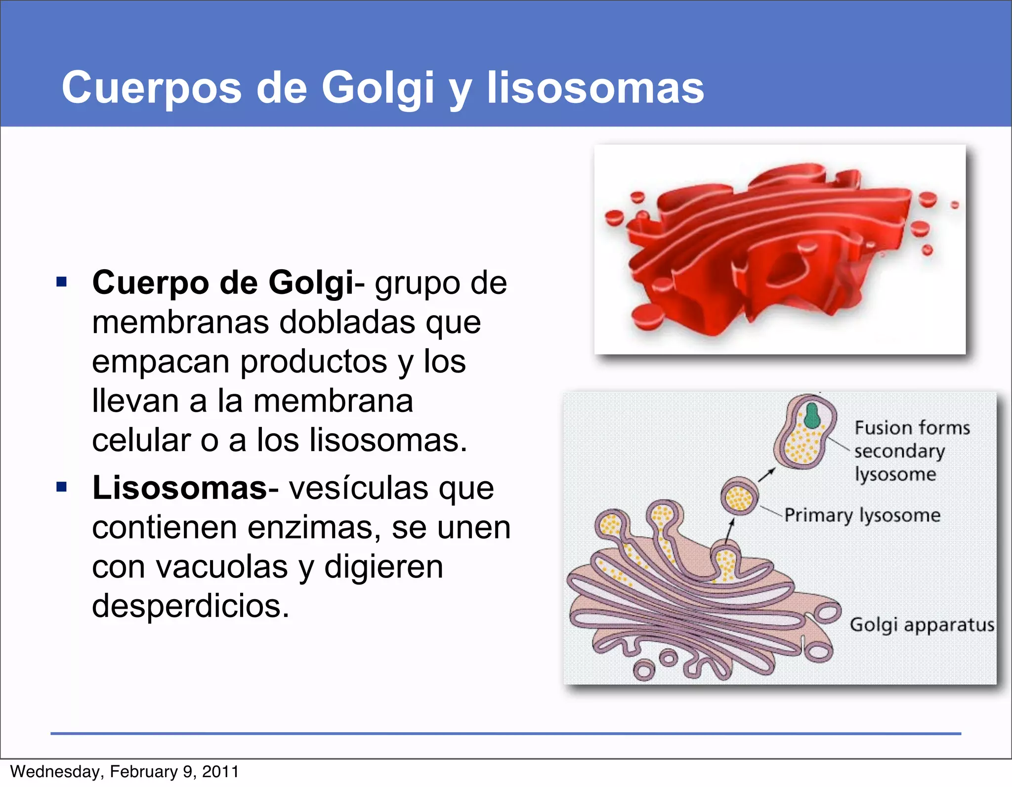 Cuerpos de Golgi y lisosomas



      Cuerpo de Golgi- grupo de
       membranas dobladas que
       empacan productos y los
       llevan a la membrana
       celular o a los lisosomas.
      Lisosomas- vesículas que
       contienen enzimas, se unen
       con vacuolas y digieren
       desperdicios.



Wednesday, February 9, 2011
 