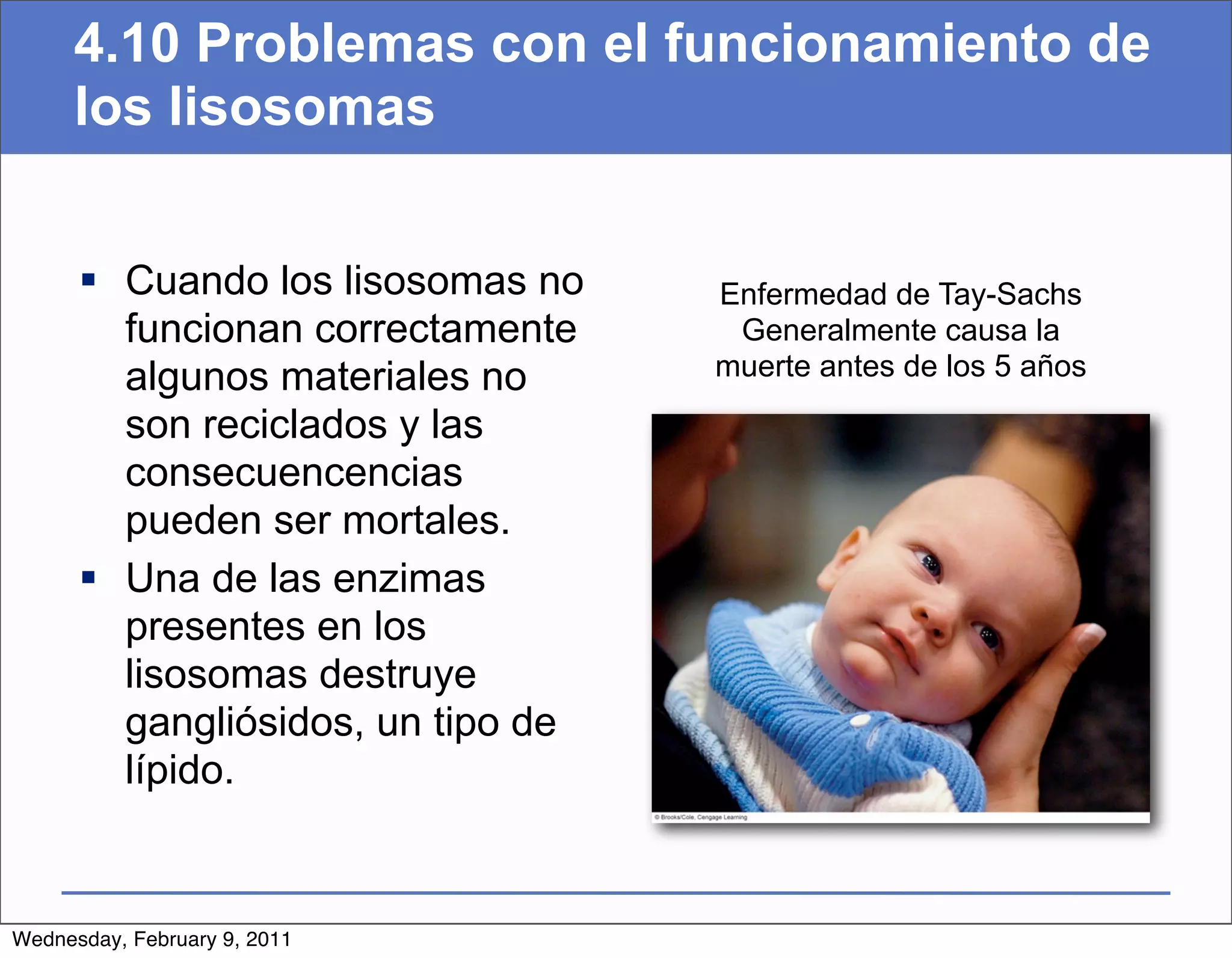4.10 Problemas con el funcionamiento de
     los lisosomas


       Cuando los lisosomas no    Enfermedad de Tay-Sachs
        funcionan correctamente     Generalmente causa la
        algunos materiales no      muerte antes de los 5 años

        son reciclados y las
        consecuencencias
        pueden ser mortales.
       Una de las enzimas
        presentes en los
        lisosomas destruye
        gangliósidos, un tipo de
        lípido.


Wednesday, February 9, 2011
 
