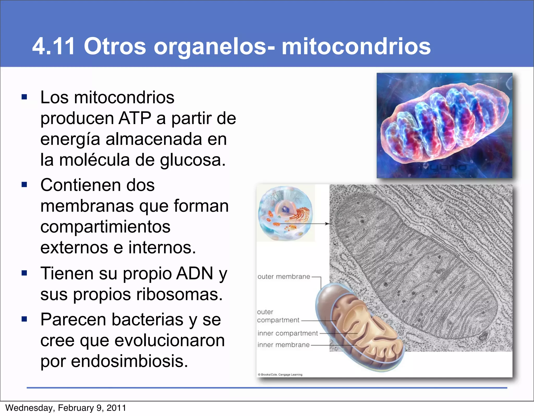 4.11 Otros organelos- mitocondrios

    Los mitocondrios
     producen ATP a partir de
     energía almacenada en
     la molécula de glucosa.
    Contienen dos
     membranas que forman
     compartimientos
     externos e internos.
    Tienen su propio ADN y
     sus propios ribosomas.
    Parecen bacterias y se
     cree que evolucionaron
     por endosimbiosis.

Wednesday, February 9, 2011
 