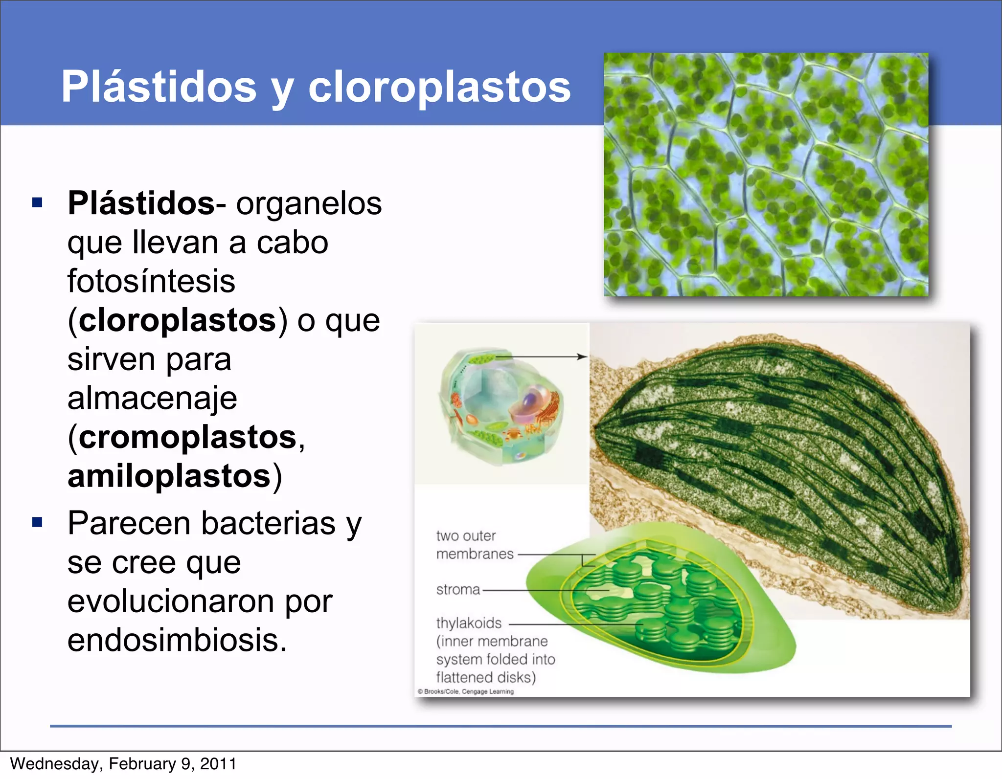 Plástidos y cloroplastos

   Plástidos- organelos
    que llevan a cabo
    fotosíntesis
    (cloroplastos) o que
    sirven para
    almacenaje
    (cromoplastos,
    amiloplastos)
   Parecen bacterias y
    se cree que
    evolucionaron por
    endosimbiosis.


Wednesday, February 9, 2011
 