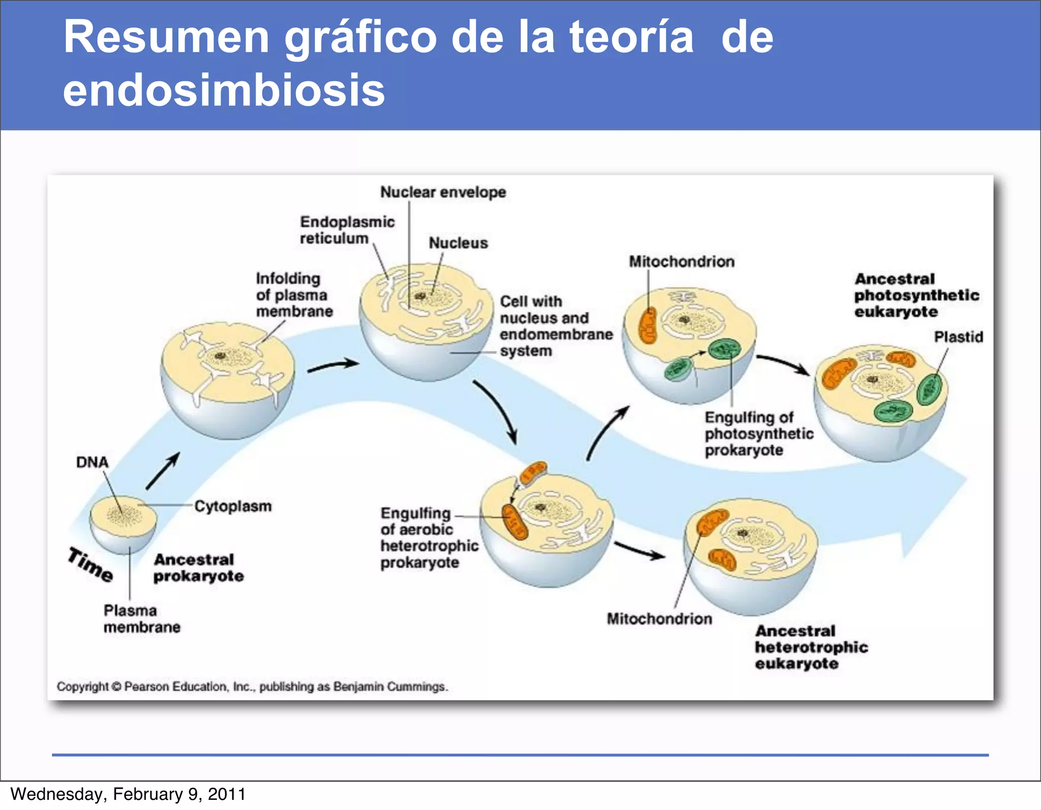 Resumen gráfico de la teoría de
     endosimbiosis




Wednesday, February 9, 2011
 