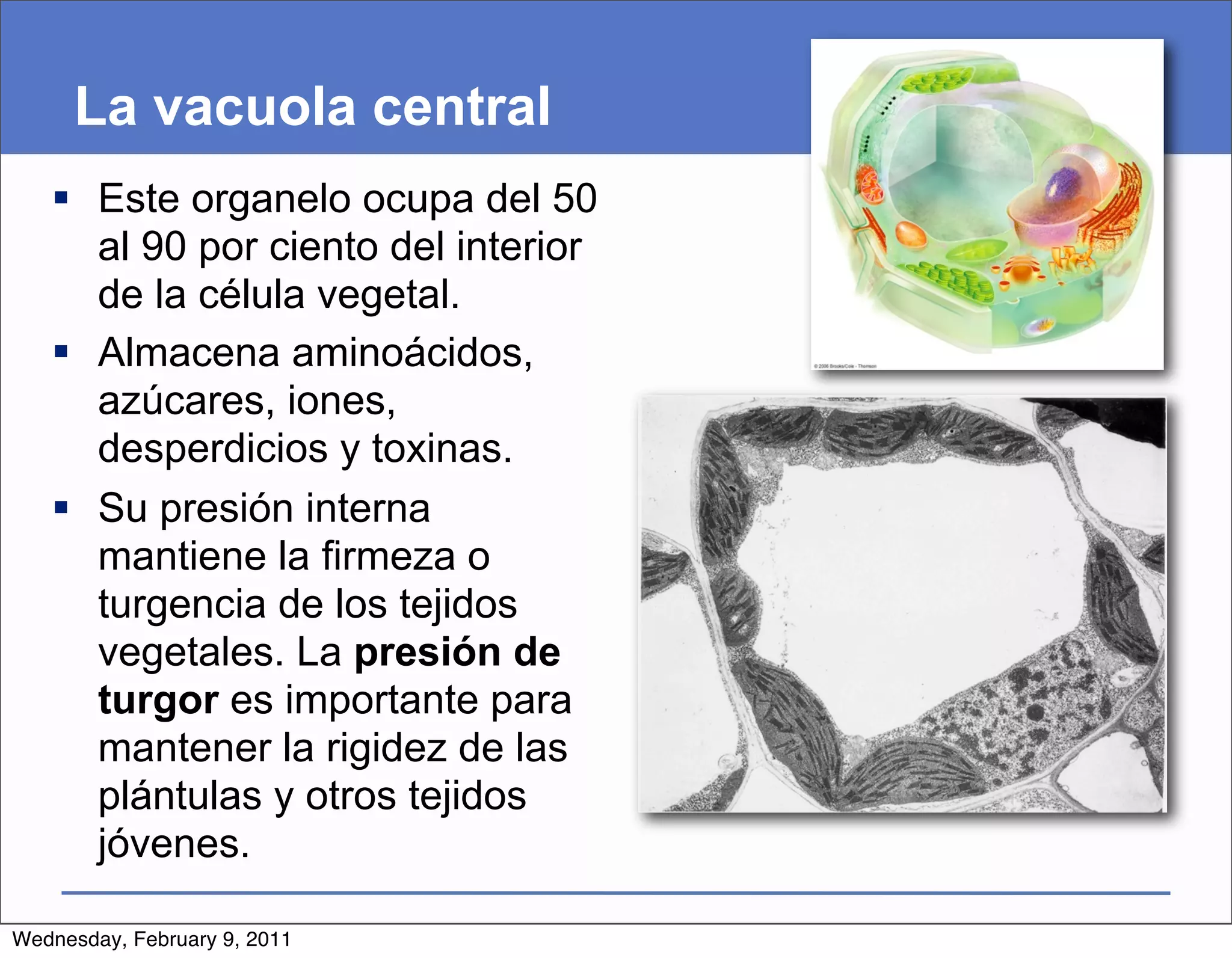 La vacuola central
    Este organelo ocupa del 50
     al 90 por ciento del interior
     de la célula vegetal.
    Almacena aminoácidos,
     azúcares, iones,
     desperdicios y toxinas.
    Su presión interna
     mantiene la firmeza o
     turgencia de los tejidos
     vegetales. La presión de
     turgor es importante para
     mantener la rigidez de las
     plántulas y otros tejidos
     jóvenes.

Wednesday, February 9, 2011
 