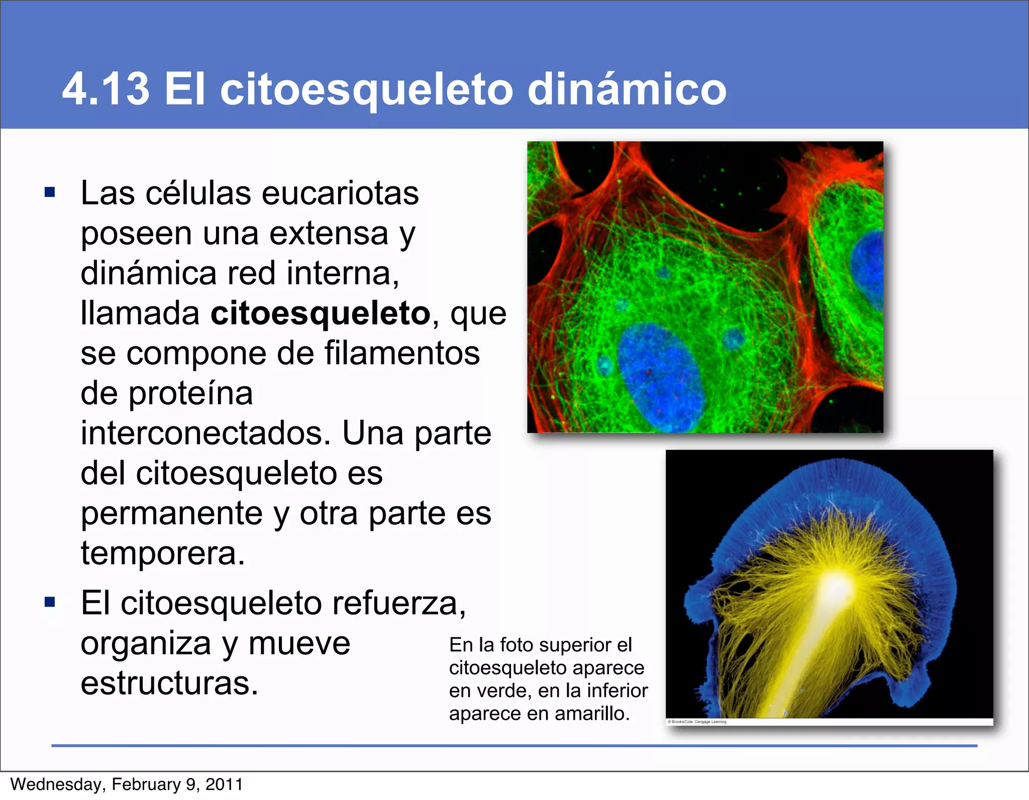 4.13 El citoesqueleto dinámico

    Las células eucariotas
     poseen una extensa y
     dinámica red interna,
     llamada citoesqueleto, que
     se compone de filamentos
     de proteína
     interconectados. Una parte
     del citoesqueleto es
     permanente y otra parte es
     temporera.
    El citoesqueleto refuerza,
     organiza y mueve         En la foto superior el
                              citoesqueleto aparece
     estructuras.             en verde, en la inferior
                                     aparece en amarillo.


Wednesday, February 9, 2011
 