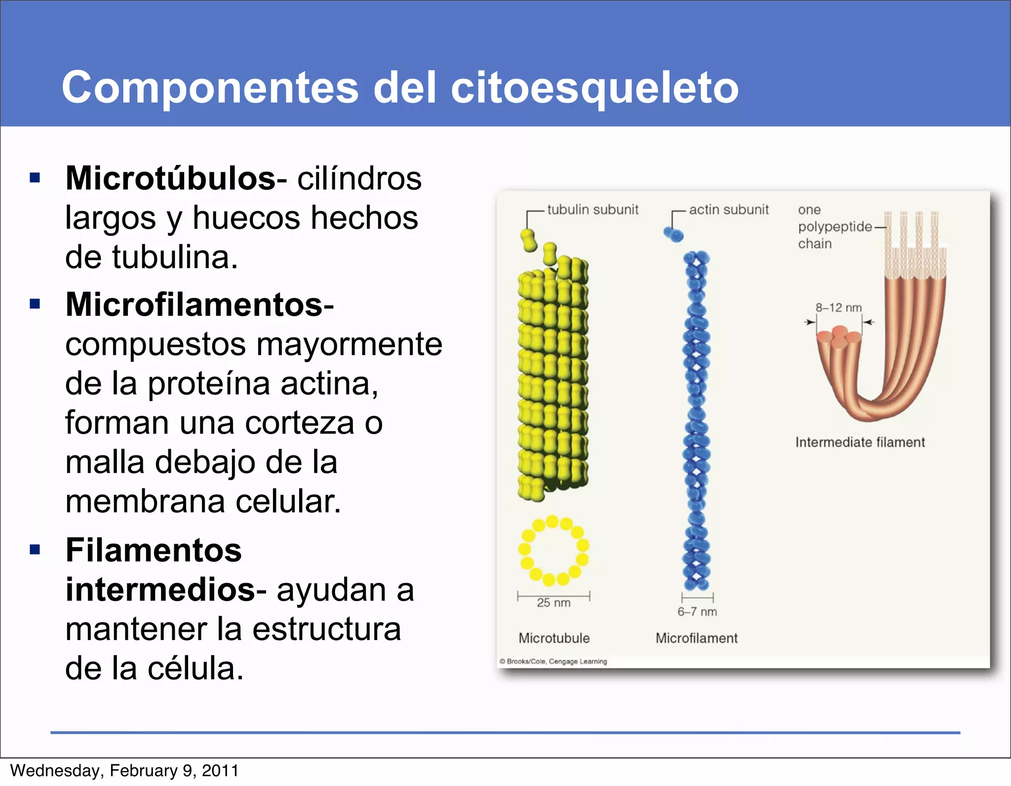 Componentes del citoesqueleto
   Microtúbulos- cilíndros
    largos y huecos hechos
    de tubulina.
   Microfilamentos-
    compuestos mayormente
    de la proteína actina,
    forman una corteza o
    malla debajo de la
    membrana celular.
   Filamentos
    intermedios- ayudan a
    mantener la estructura
    de la célula.

Wednesday, February 9, 2011
 