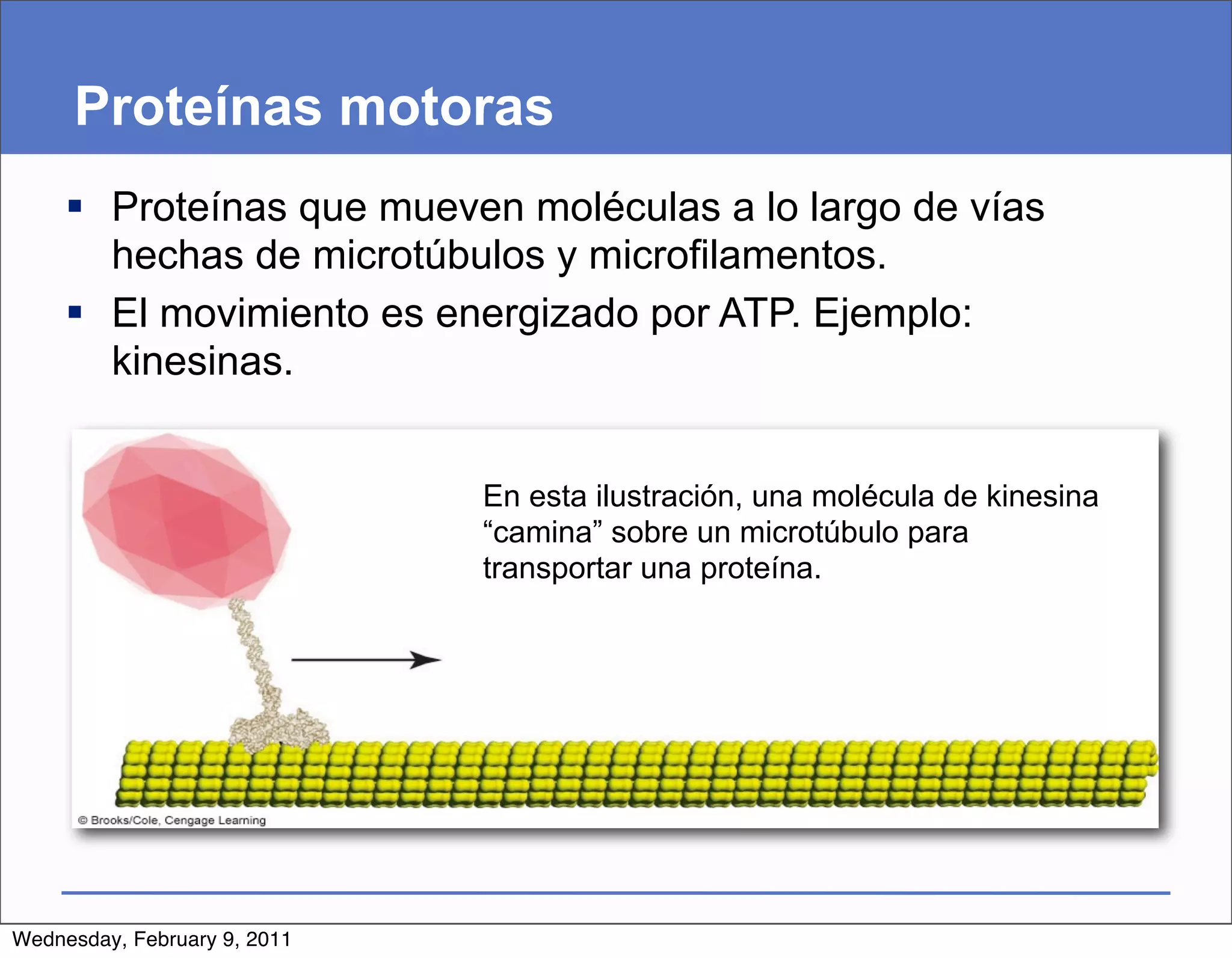 Proteínas motoras
      Proteínas que mueven moléculas a lo largo de vías
       hechas de microtúbulos y microfilamentos.
      El movimiento es energizado por ATP. Ejemplo:
       kinesinas.


                              En esta ilustración, una molécula de kinesina
                              “camina” sobre un microtúbulo para
                              transportar una proteína.




Wednesday, February 9, 2011
 