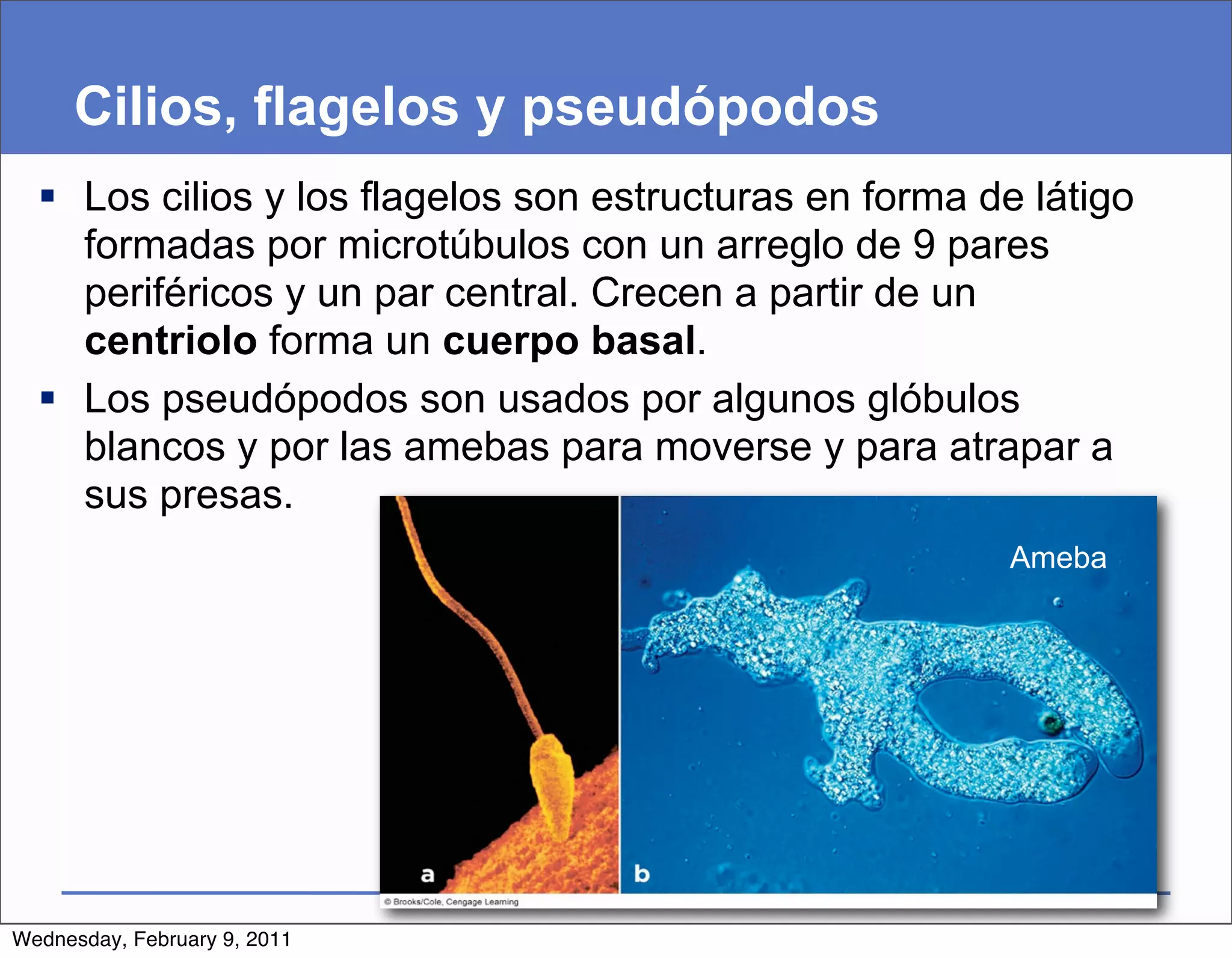 Cilios, flagelos y pseudópodos
   Los cilios y los flagelos son estructuras en forma de látigo
    formadas por microtúbulos con un arreglo de 9 pares
    periféricos y un par central. Crecen a partir de un
    centriolo forma un cuerpo basal.
   Los pseudópodos son usados por algunos glóbulos
    blancos y por las amebas para moverse y para atrapar a
    sus presas.
                                                        Ameba




Wednesday, February 9, 2011
 