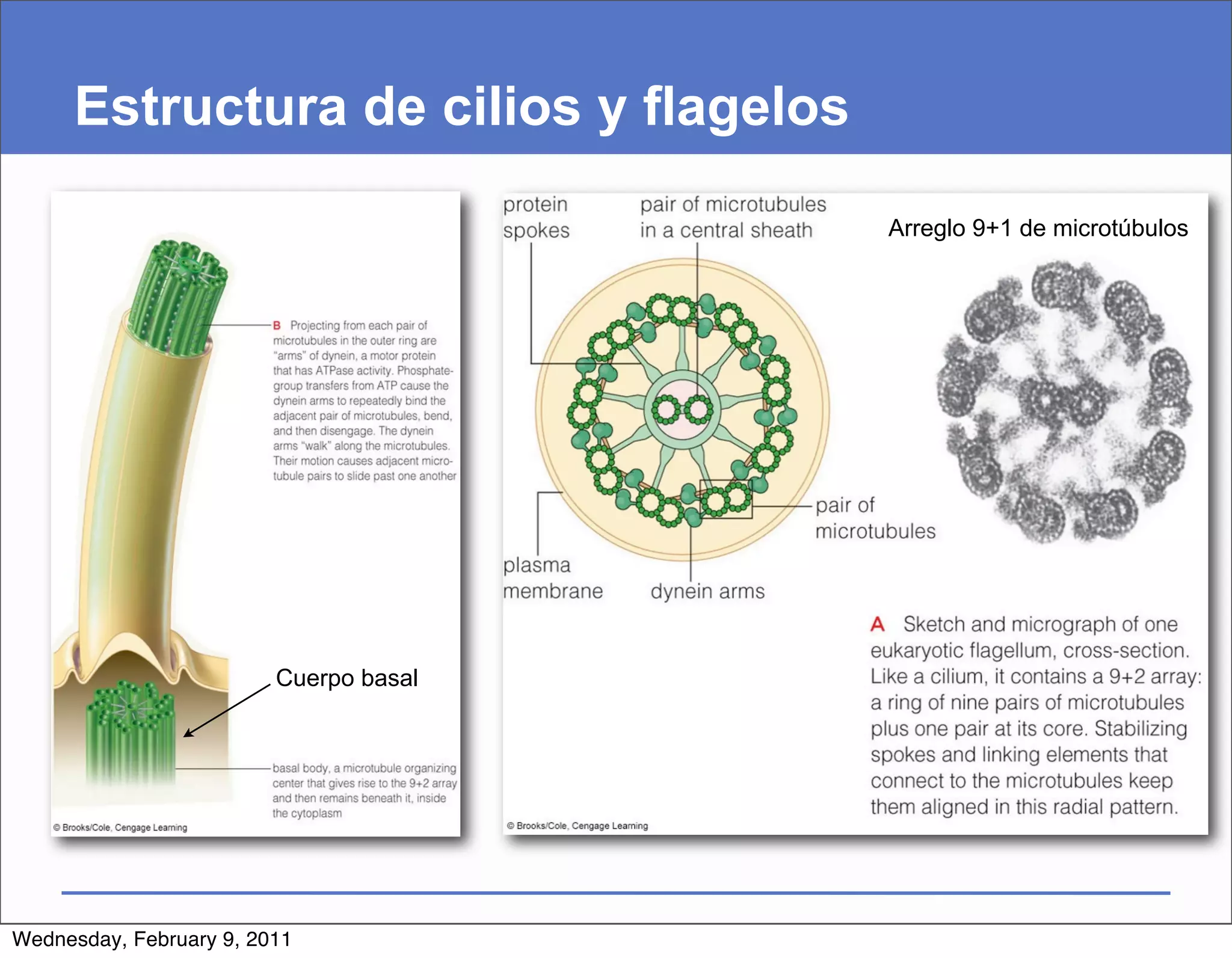Estructura de cilios y flagelos

                                        Arreglo 9+1 de microtúbulos




                         Cuerpo basal




Wednesday, February 9, 2011
 