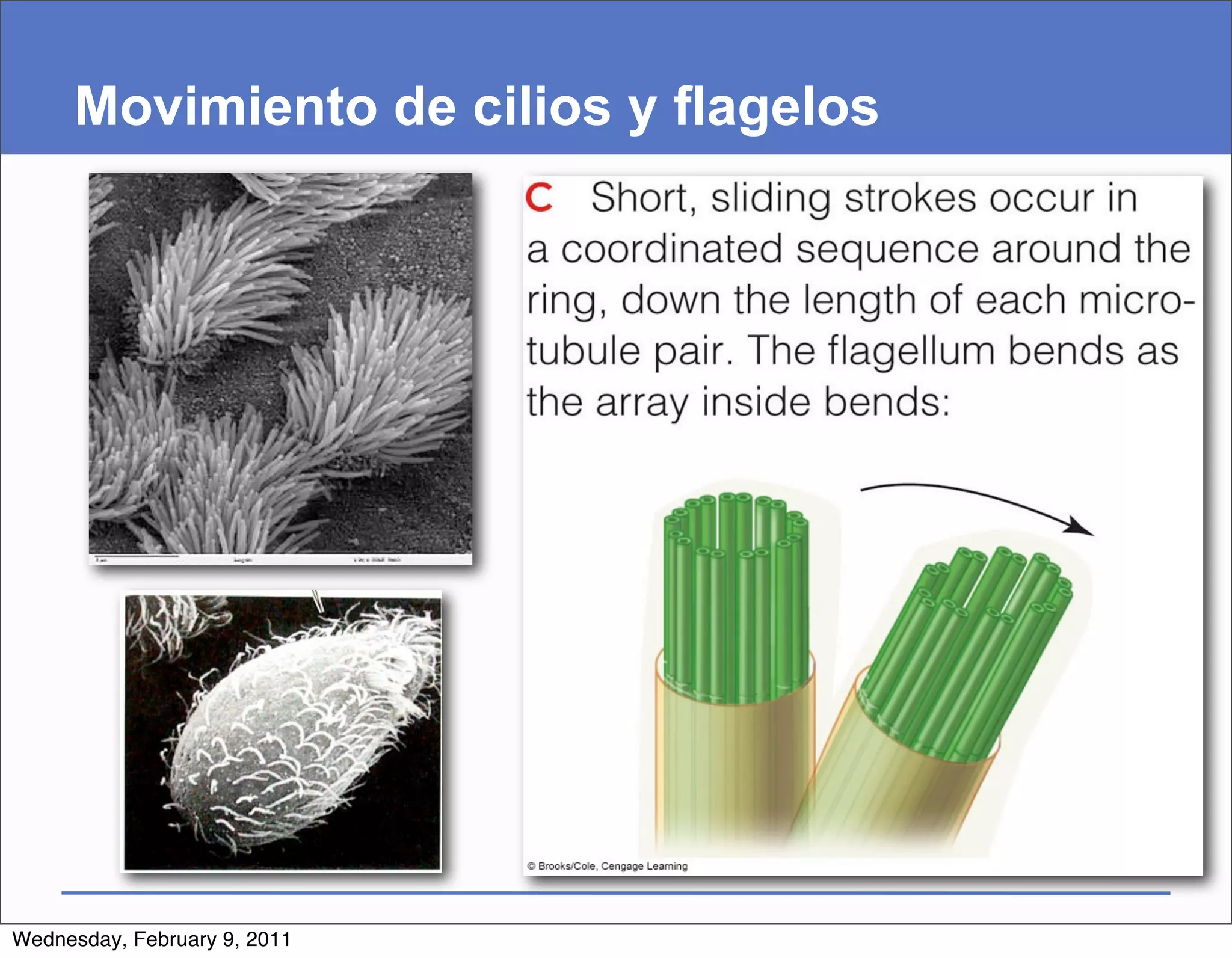 Movimiento de cilios y flagelos




Wednesday, February 9, 2011
 